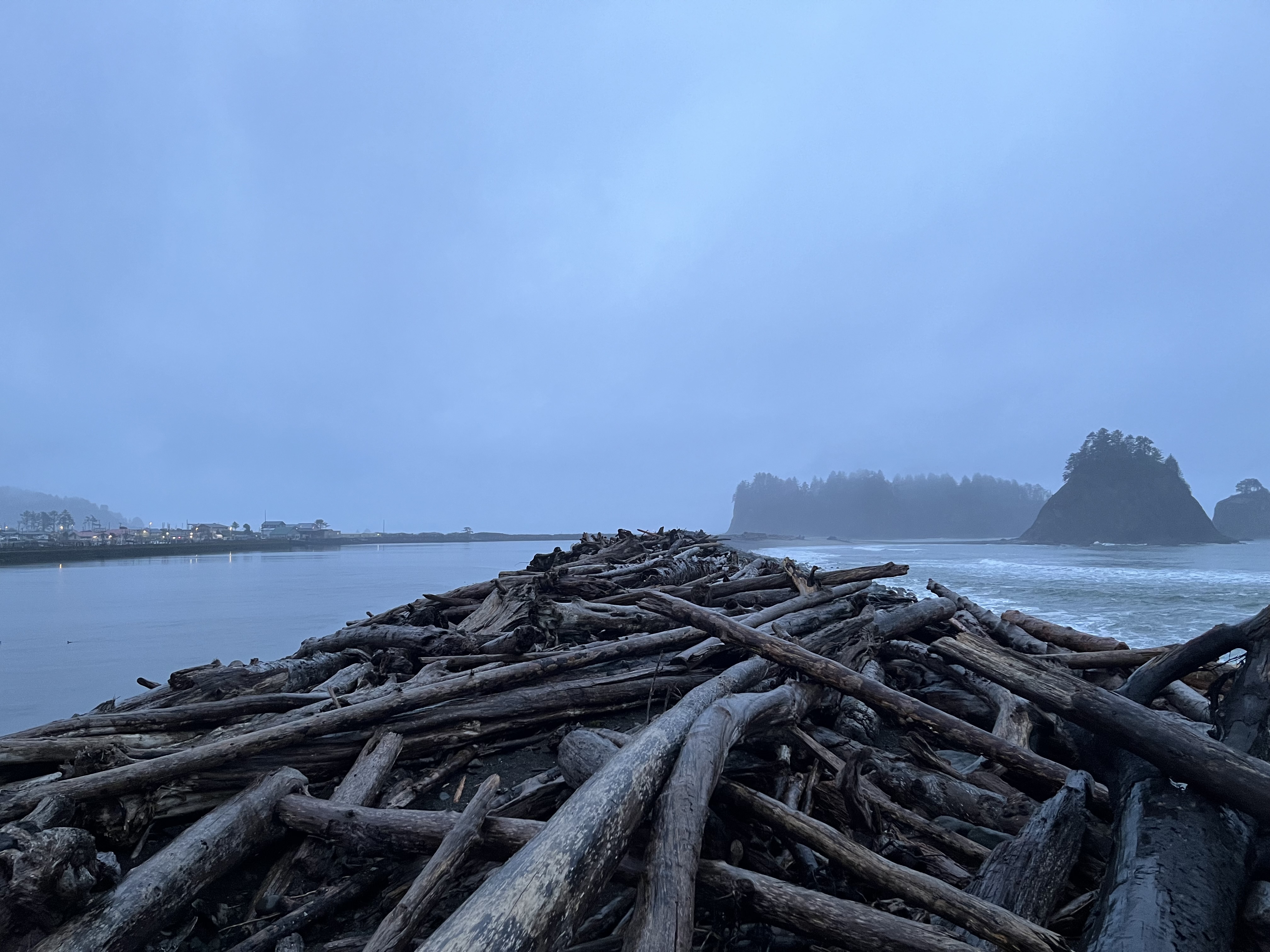 Driftwood on a misty shoreline
