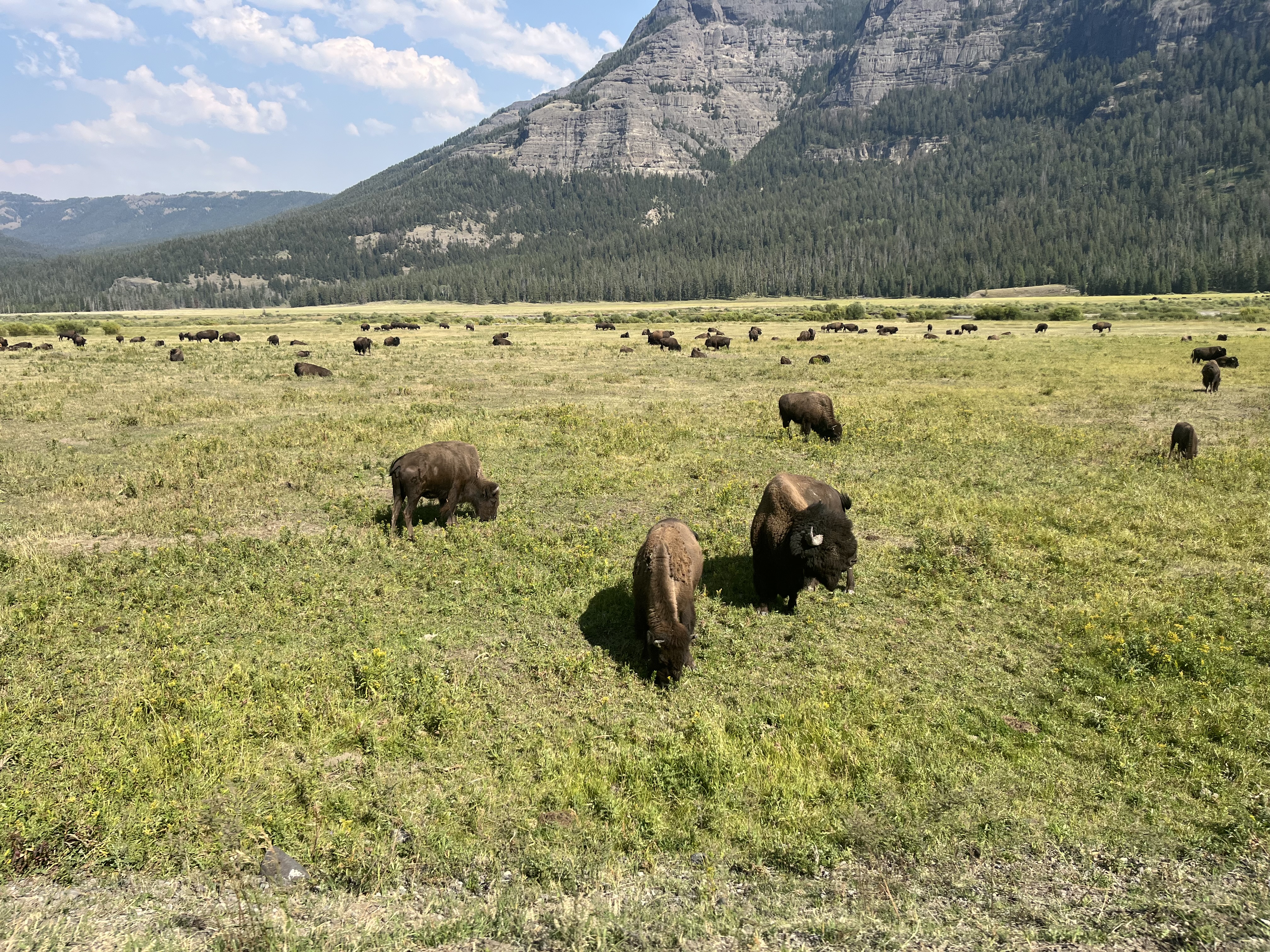 Bison grazing in meadow below mountain