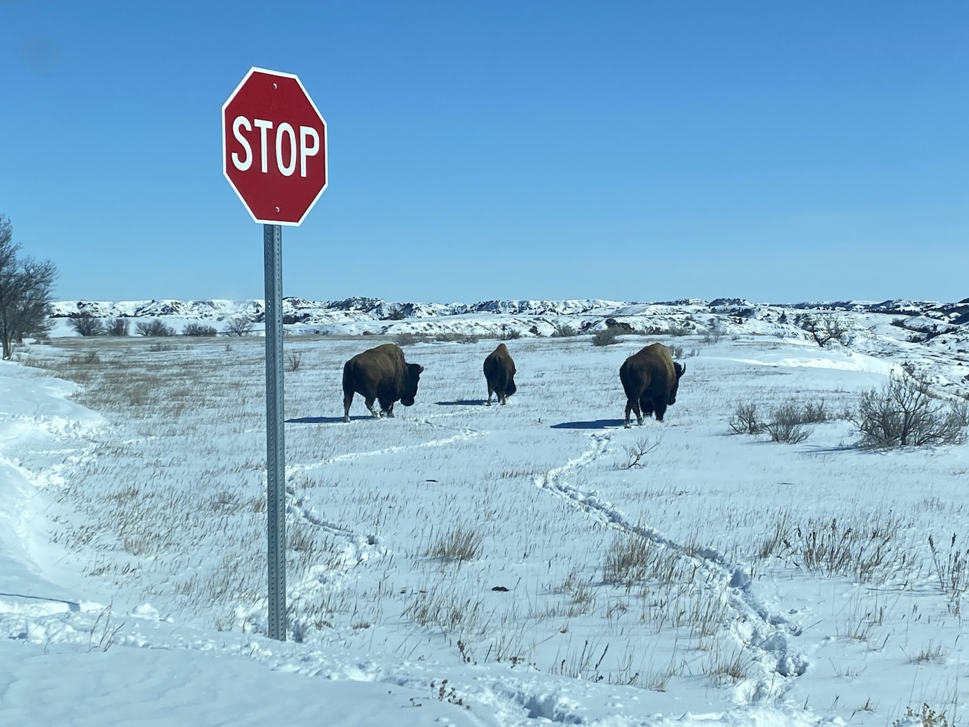 Stop sign and bison in snow
